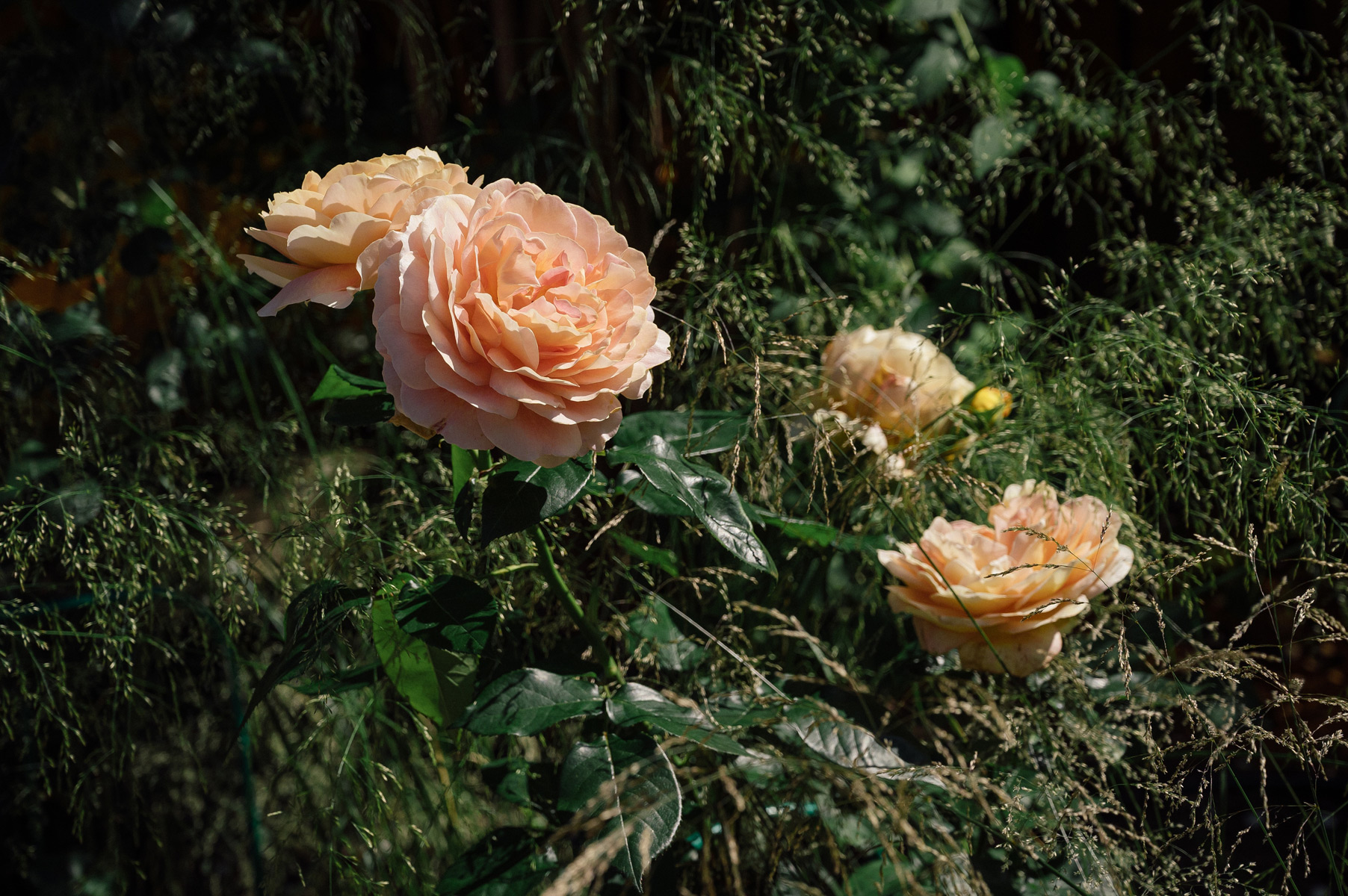 Роза ‘Lady Gardener’ (около 1 м)